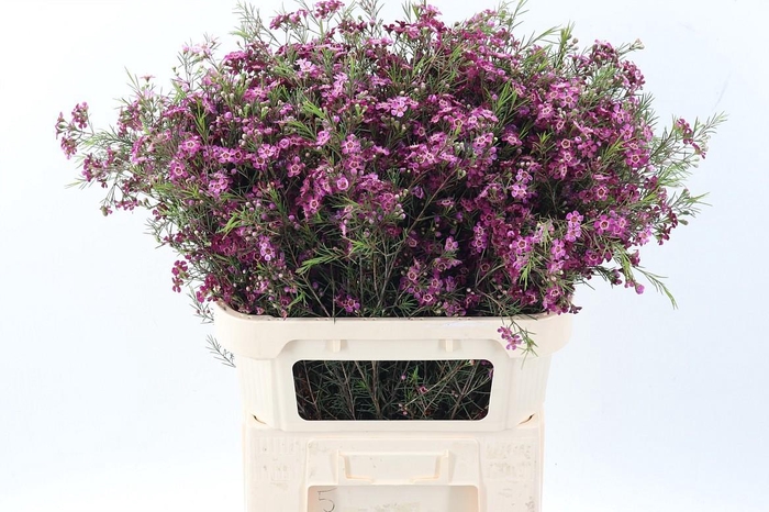 <h4>Cham Purple Rain</h4>