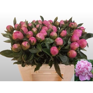 PAEO L MR JULES ELIE