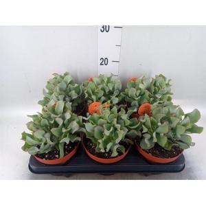 Crassula arborescens subsp. undilat