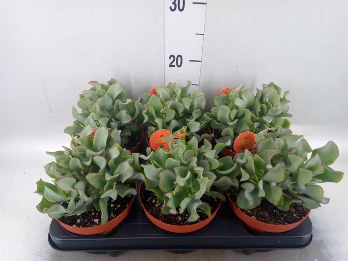 <h4>Crassula arborescens subsp. undilat</h4>