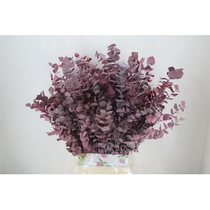 Pres Euca Stuartiana Lilac Bunch