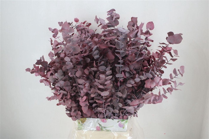 <h4>Pres Euca Stuartiana Lilac Bunch</h4>