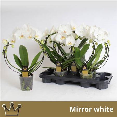 <h4>Phal El Cascade</h4>