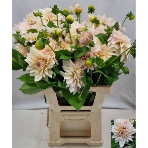 Dahlia Cafe Au Lait
