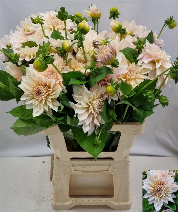 <h4>Dahlia Cafe Au Lait</h4>