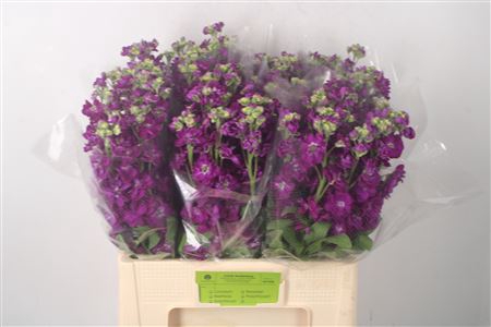 <h4>Matth Nl. Katz Purple X60</h4>