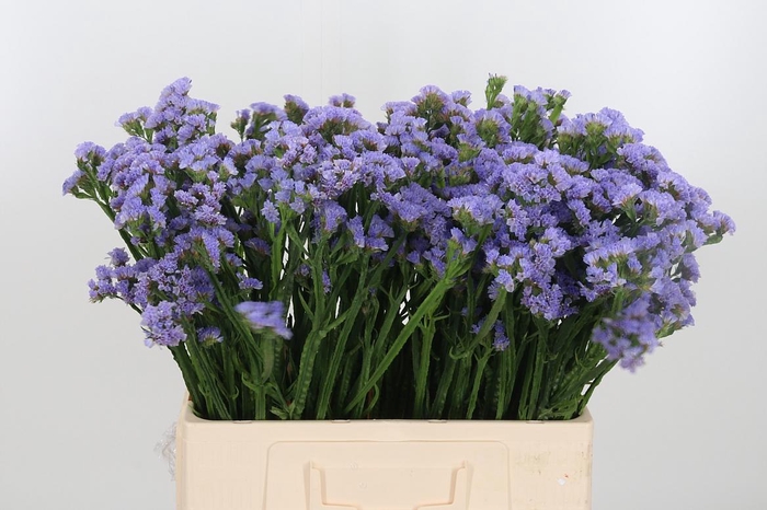 <h4>Limonium St Crystal Sky Blue</h4>