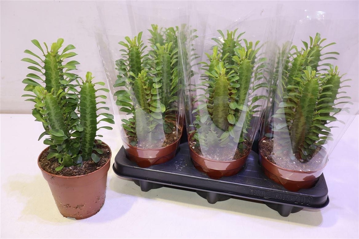 <h4>Euphor Trigona</h4>