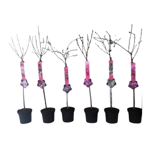 Prunus mix 60stam