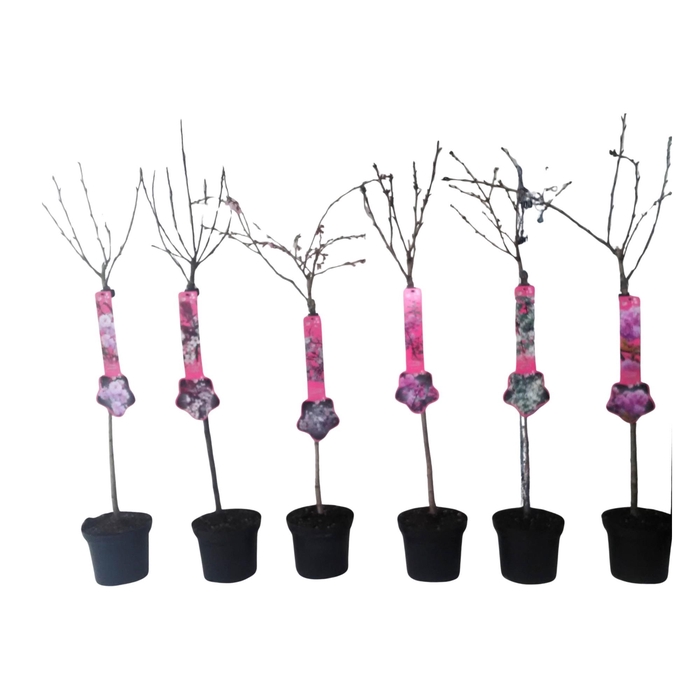 <h4>Prunus mix 60stam</h4>