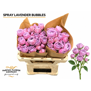 Rosa Spray Lavender Bubbles