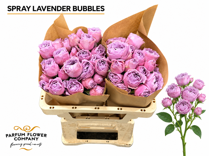 <h4>Rosa Spray Lavender Bubbles</h4>