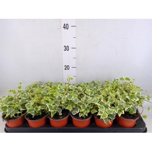 Hedera helix 'White Wonder'