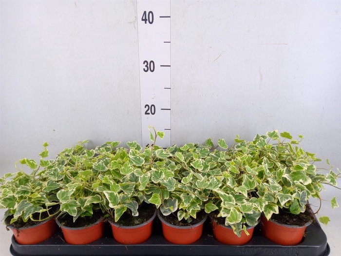 <h4>Hedera helix 'White Wonder'</h4>