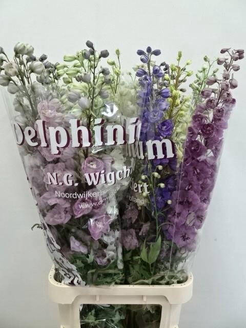 DELPH DU GEM