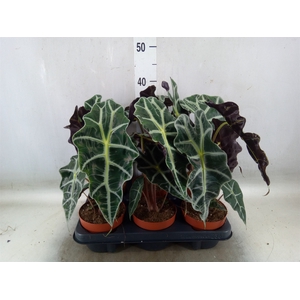 Alocasia amazonica