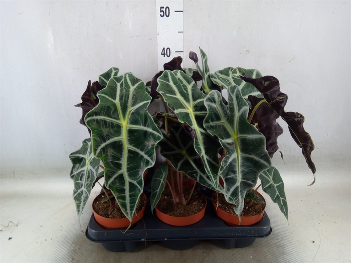 <h4>Alocasia amazonica</h4>