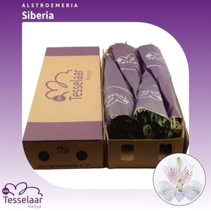 Alstroemeria Siberia | Heavy Quality