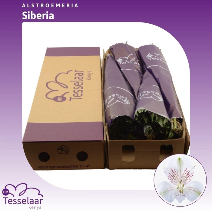 <h4>Alstroemeria Siberia | Heavy Quality</h4>