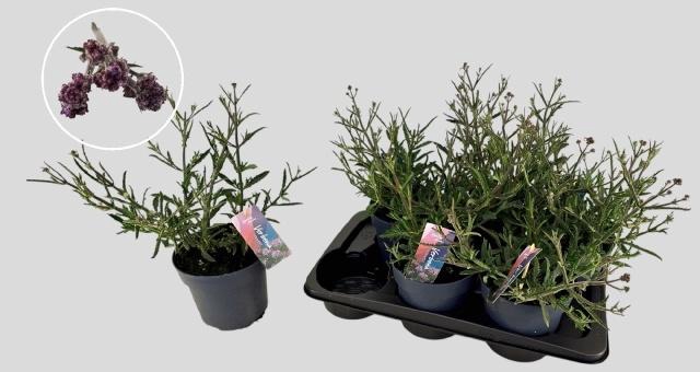 <h4>VERBE BONARIENSIS</h4>