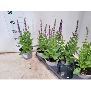 SALVIA NE OSTFRIESL
