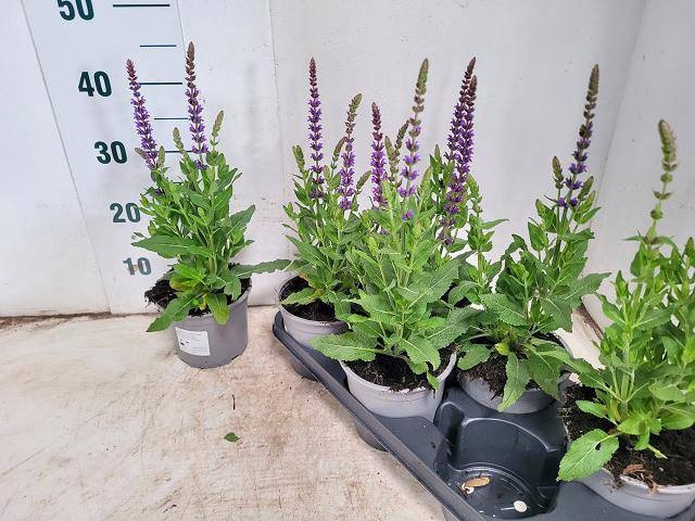 <h4>SALVIA NE OSTFRIESL</h4>
