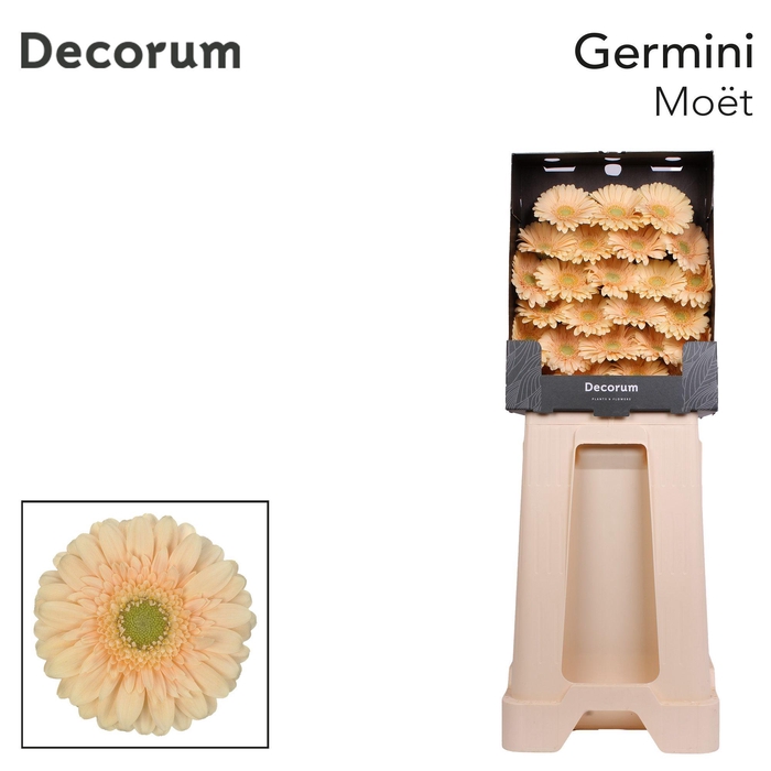 <h4>Germini Moet Diamond</h4>