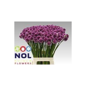 Allium Sphaerocephal