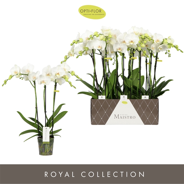 <h4>Maistro White 3 spike 50 cm</h4>