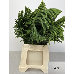 ARAUCARIA PB