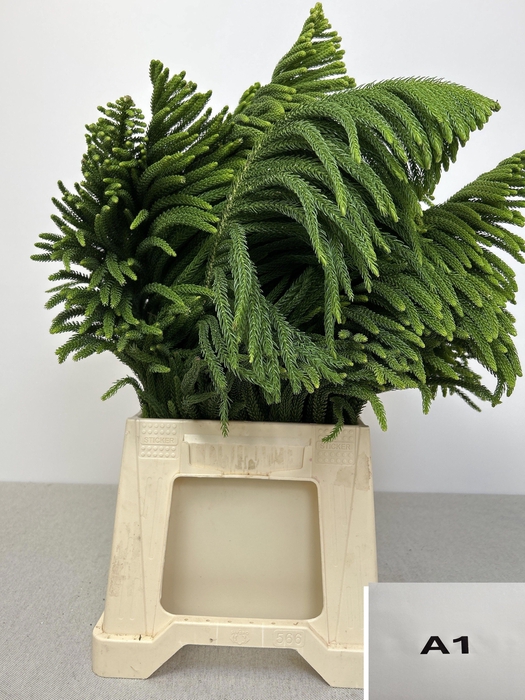ARAUCARIA PB
