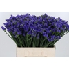 Statice Crystal Dark Blue