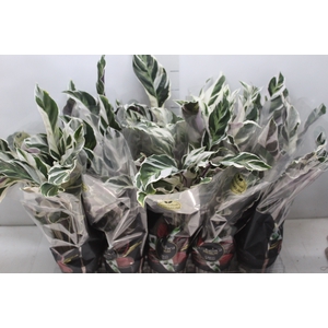 CALATHEA WHITE FUSION P12