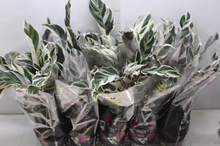 CALATHEA WHITE FUSION P12