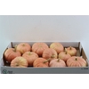 Sier Cuc P Miss Sophie Pink X12