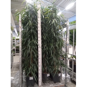 Ficus binn. 'Alii'
