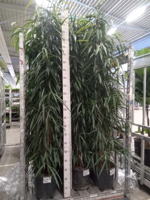 <h4>Ficus binn. 'Alii'</h4>