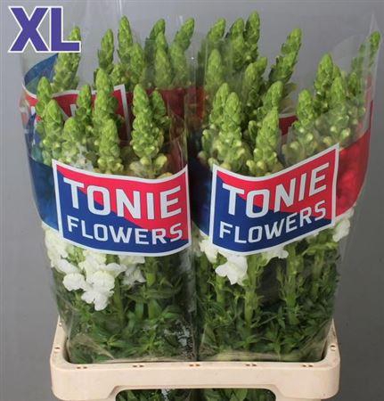 <h4>Antir Mary White</h4>