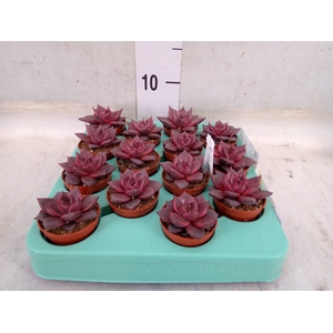 Echeveria   ...