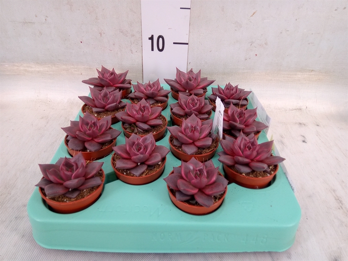 <h4>Echeveria   ...</h4>