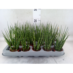 Sansevieria  'Fernwood'