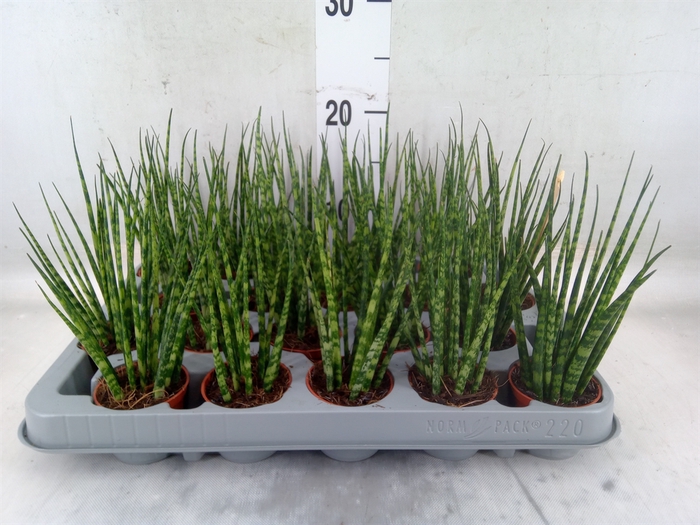 <h4>Sansevieria  'Fernwood'</h4>