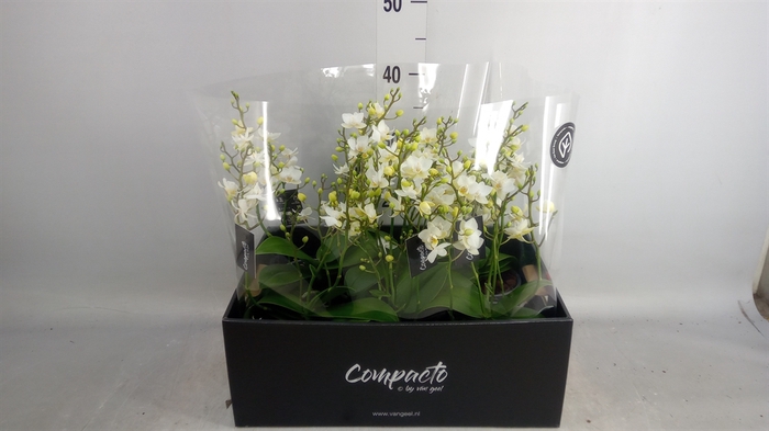 <h4>Phalaenopsis multi. 'Cream Punch'</h4>