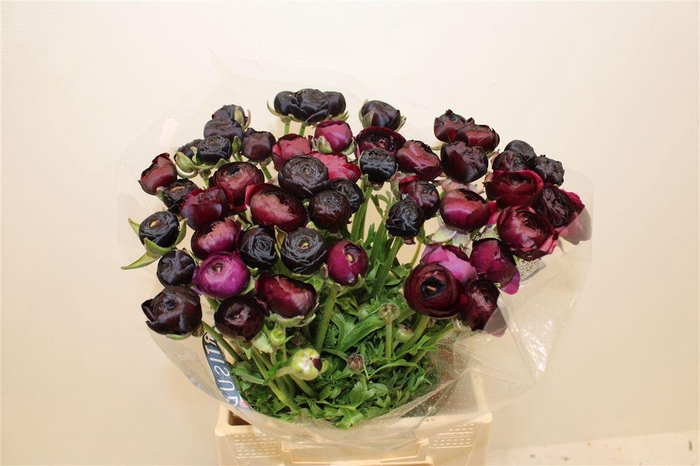 <h4>Ran Cloni Ex Nerone</h4>