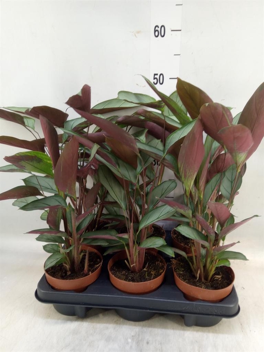 <h4>Ctenanthe   ...</h4>