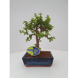 Portulacaria afra, 20cm., broom, without drip tray