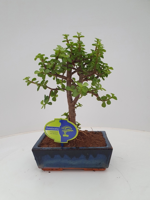 <h4>Portulacaria afra, 20cm., broom, without drip tray</h4>