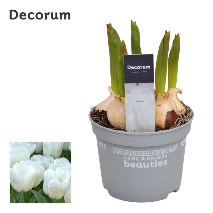 <h4>Tulp Calgary</h4>