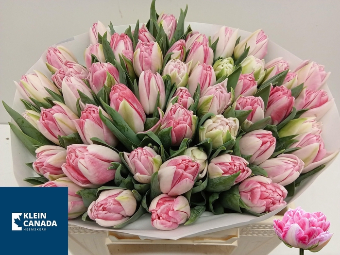 <h4>TU DU FOXTROT</h4>