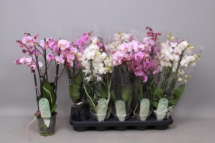 <h4>PHAL MF GEM 3 KL</h4>